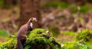 Kuny a ich životný štýl Kuny a ich životný štýl