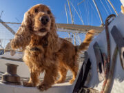 Plavba so zvieratkom: Je možné vziať psa alebo mačku na jachtu? Pes v záchrannej veste na palube jachty počas plavby